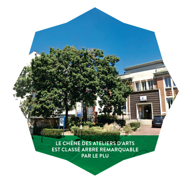 Nos arbres un patrimoine vivant à protéger